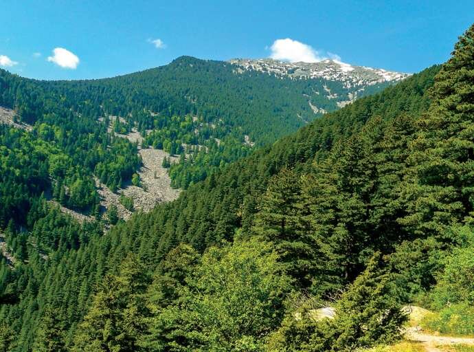 ПЕЛИСТЕР – подзаборавена планинска убавица