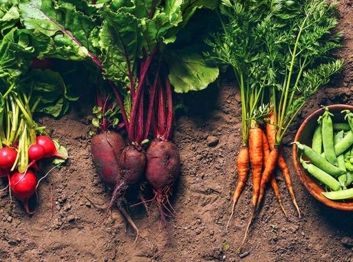 Нов европски закон ќе ја уништи здравата храна